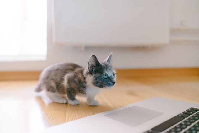 chat découvrant les sites sur un ordinateur