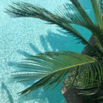 Feuilles de palmier au dessus d'une piscine